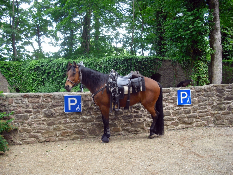 sellier-ST LAURENT DU VAR-min_horse-350390